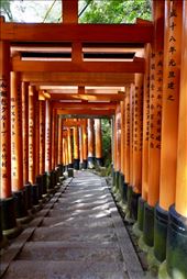 1001 Torii, Inari Taisha: by krodin, Views[94]