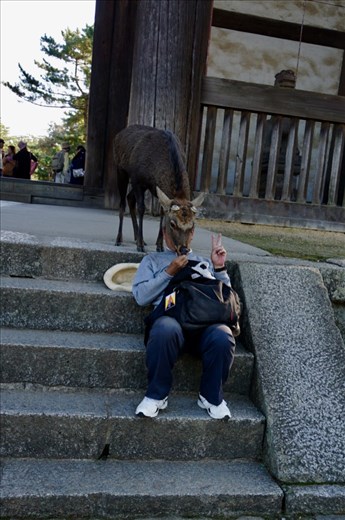 Unique way to feed the deer at Todaiji Temple in Nara Deer Park