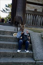 Unique way to feed the deer at Todaiji Temple in Nara Deer Park: by krodin, Views[209]