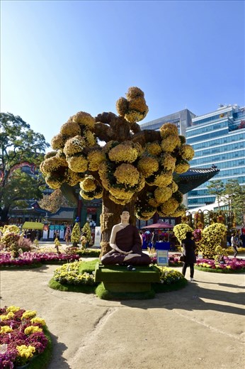 Yogyesa Chrysanthemum Festival