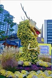 Jogyesa Chrysanthmum Festival: by krodin, Views[197]