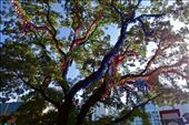 Chrysanthemum Festival Tree: by krodin, Views[243]