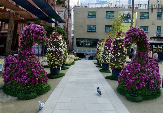 Jogyesa Chrysanthemum Festival