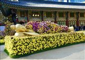Jogyesa Chrysanthemum Festival: by krodin, Views[267]