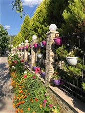 Flowers by the beach outside Pogradec: by krodin, Views[207]