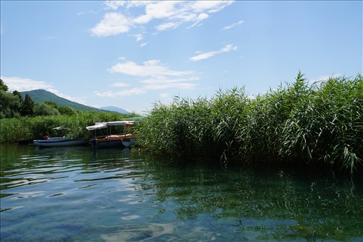 Marsh near the end of the main boardwalk, Ohrid