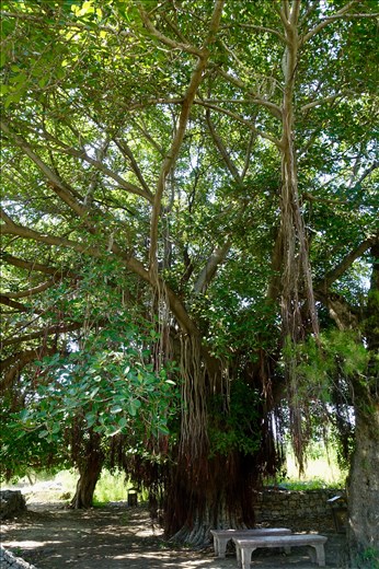 Meditation Tree by Dharmarajika Stupa's monks quarters
