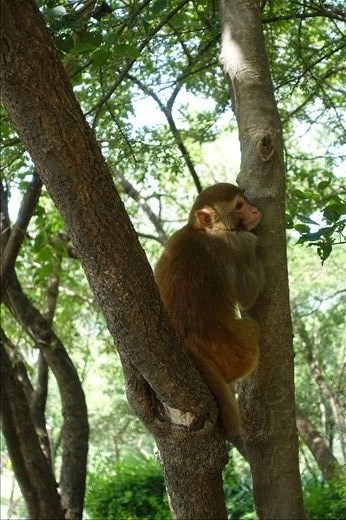 Danan-E-Koh resident, Islamabad