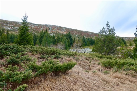 Boreal Mosslands Vitosha Ski Area