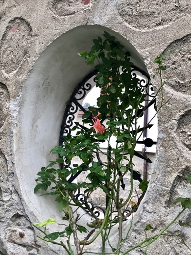 Rose by Ethnographic Museum