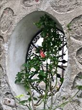 Rose by Ethnographic Museum: by krodin, Views[167]
