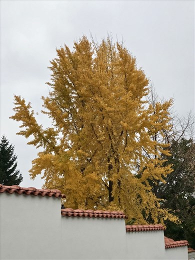 Golden Fall in Old Town