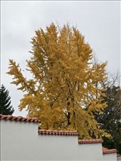 Golden Fall in Old Town: by krodin, Views[101]