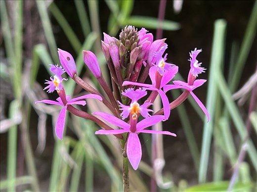 indigenous plant/orchid on the path