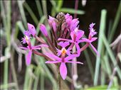 indigenous plant/orchid on the path: by krodin, Views[328]
