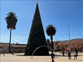 Xmas tree and palm trees in main square Zipaquira: by krodin, Views[139]