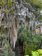 Spanish moss over creek, Villa de Leyva: by krodin, Views[187]