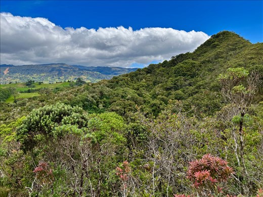 Sub-paramo eco-system
