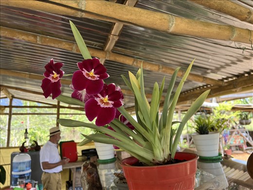 Flowers in coffee shop by El Tablon, Jorge in the background.