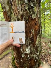 Bark for orange color -tree drawn by Jorge in the Archeological Park Pass: by krodin, Views[198]