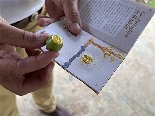 Fruit used for yellow color on the monuments etc. Jorge's drawing in the Archeological Park Passport