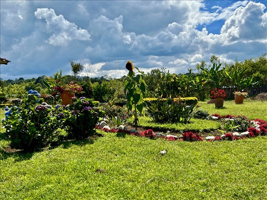 flowers in hotel garden