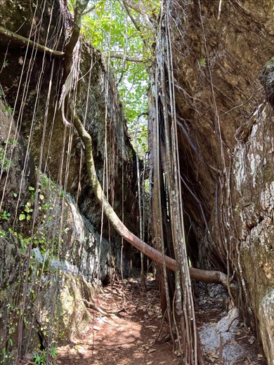 vines in the tunnels