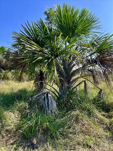 Alexander von Humboldt's Tree of Life, a Moriche