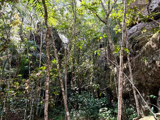 walking through the rain forest