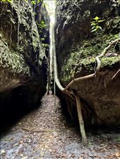 vines in the tunnels: by krodin, Views[106]