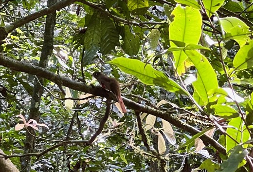 lots of birds in the selva