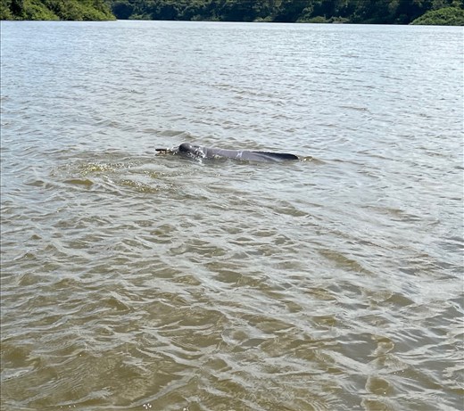 not quite pink dolphins