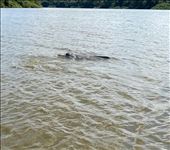 not quite pink dolphins: by krodin, Views[153]