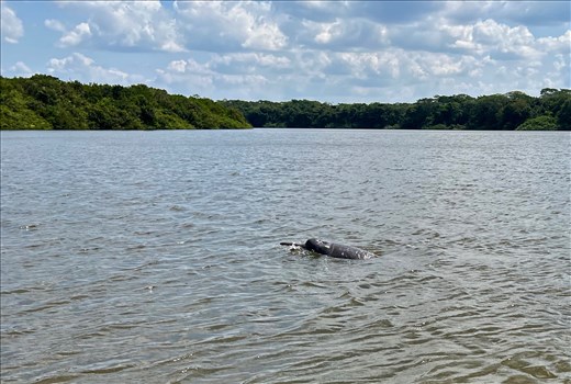 river dolphin