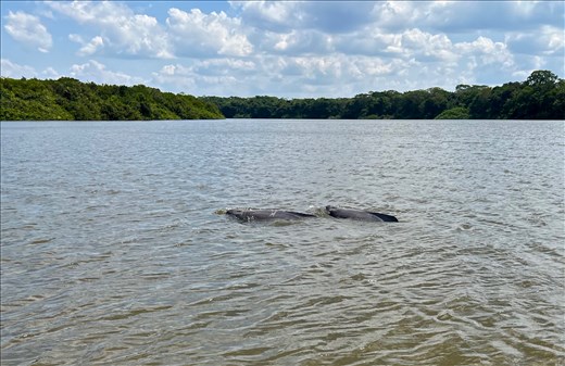 river dolphin