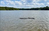 river dolphin: by krodin, Views[183]