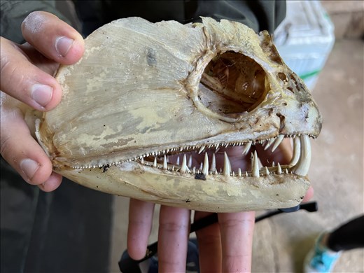 Fish from river - check out the teeth!