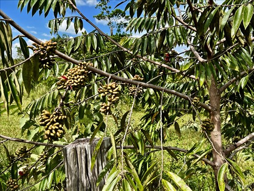 plant used for medicinal purposes to heal wounds