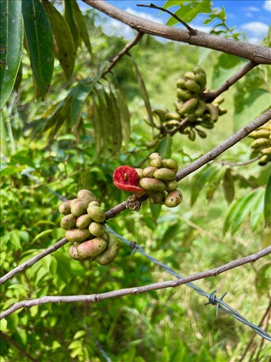 medicinal plant in bloom