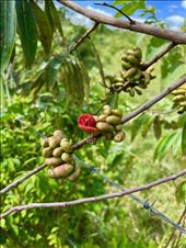 medicinal plant in bloom: by krodin, Views[133]