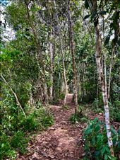 entrance to secondary forest: by krodin, Views[142]