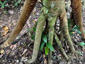 walking tree roots: by krodin, Views[153]