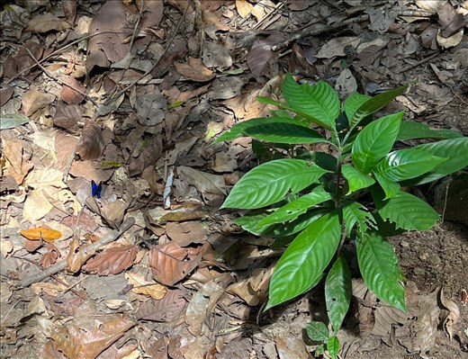 small blue butterfly - the blue morpho was too quick for the photo