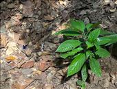 small blue butterfly - the blue morpho was too quick for the photo: by krodin, Views[136]