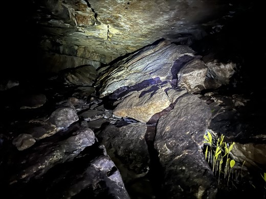 bats and plants in the cave tunnel