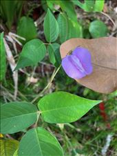 blossom near overlook: by krodin, Views[119]