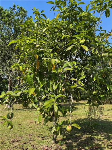 Borajoa tree with strange fruit