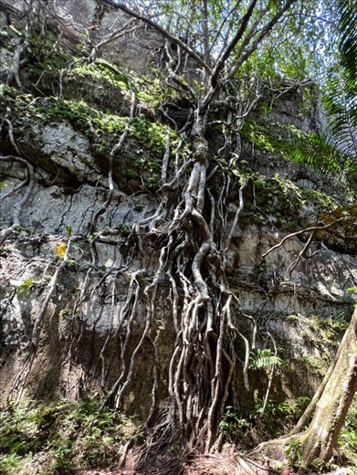 climbing tree trunk roots