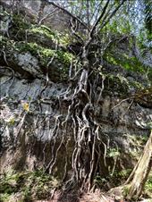 climbing tree trunk roots: by krodin, Views[102]