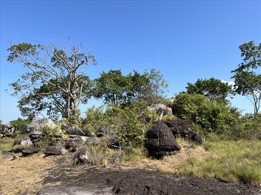 Vultures in a tree by some of the unusual rock formations - walk to The Tunnels
